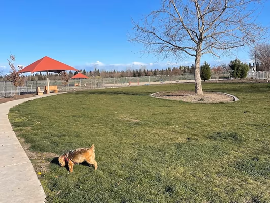 North Natomas Regional Dog Park photo 2